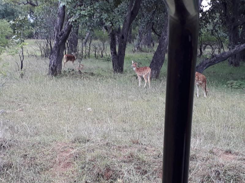 spotted deer